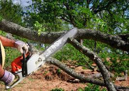 Professional Tree Care Services in Broad Creek, NC